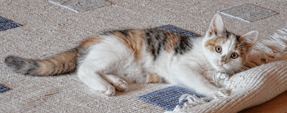 Preserve your rug's shape, texture, appearance and overall integrity with these preparation tips before you place your rug in long term self-storage.
