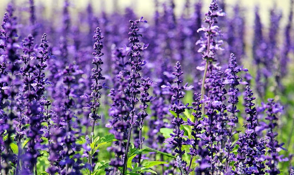 Avoid using all of those toxic and harmful chemicals to protect your clothes. These natural mothball alternatives to keep bugs away and leave your clothes smelling great!