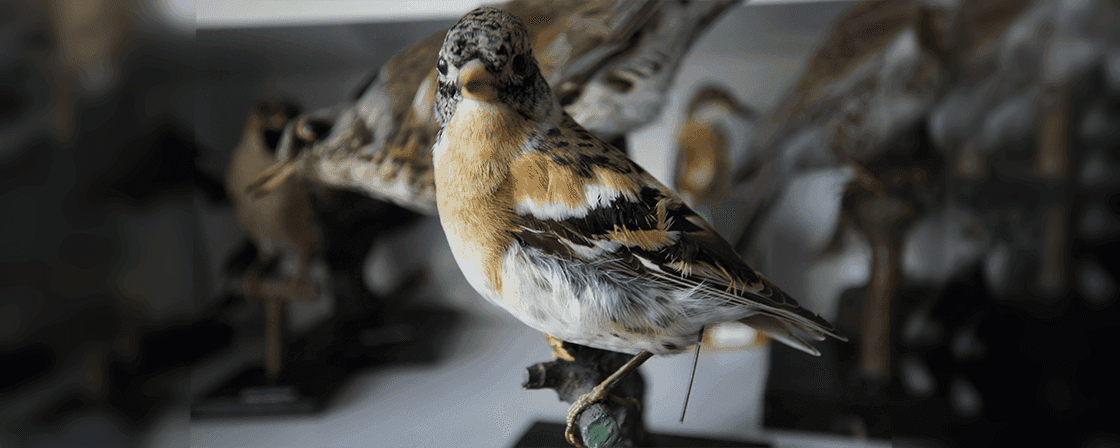 Learn how to prepare your prized taxidermy collection for long term storage. Be sure to take these additional steps to protect your specimens.