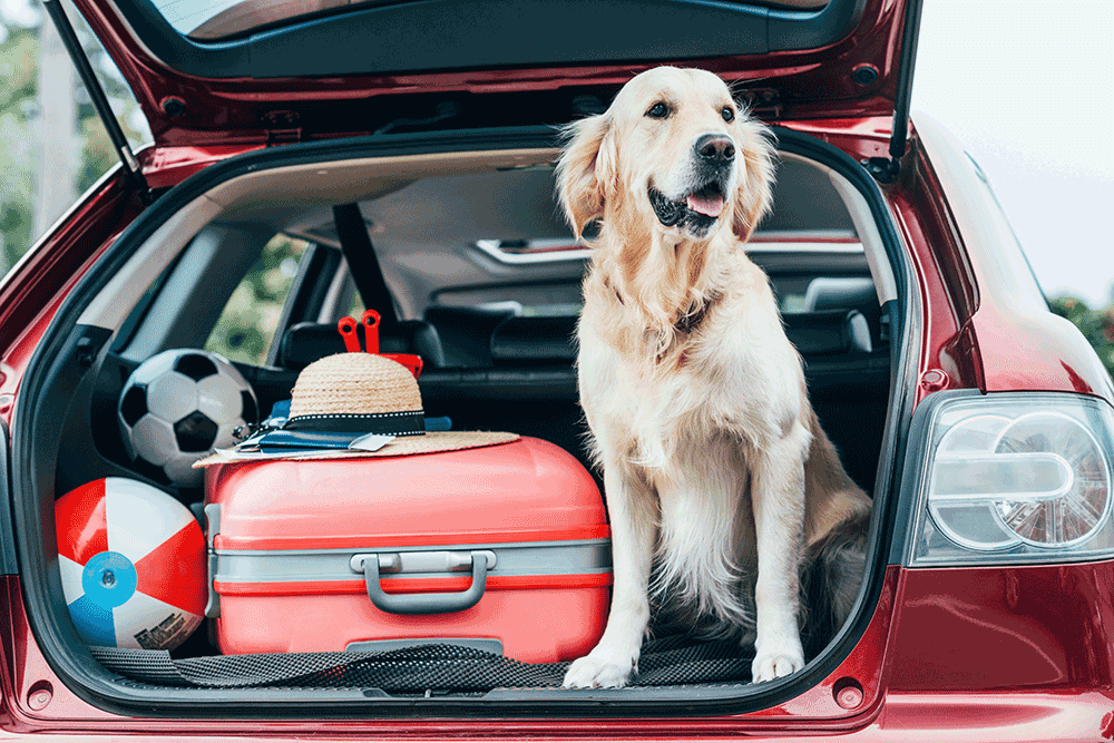 Moving with your pets requires some planning and a positive attitude. With these moving tips you'll make the move less stressful for your furry friend.