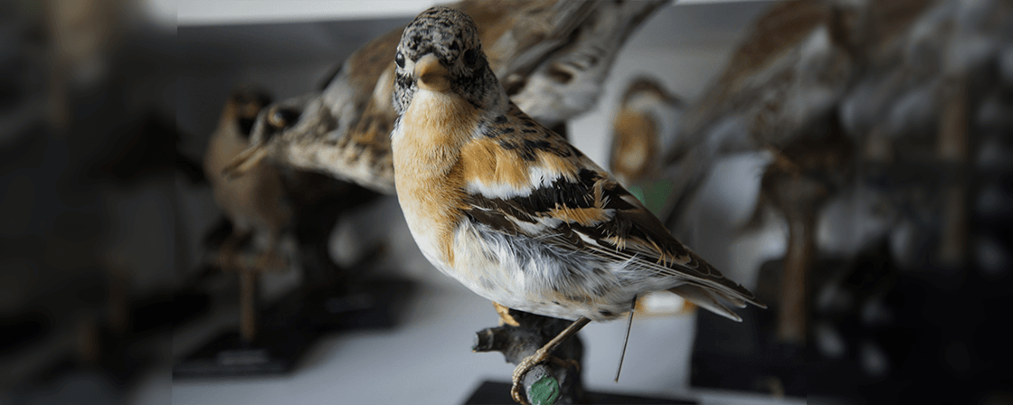 Learn how to prepare your prized taxidermy collection for long term storage. Be sure to take these additional steps to protect your specimens.