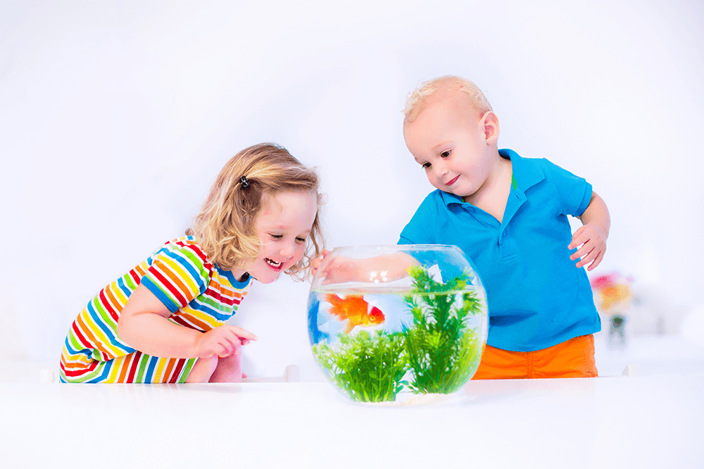  Prepare your fish tank for storage by cleaning it, safeguarding it from damage, and taking precautions before reassembly to maintain its integrity and the well-being of its inhabitants.